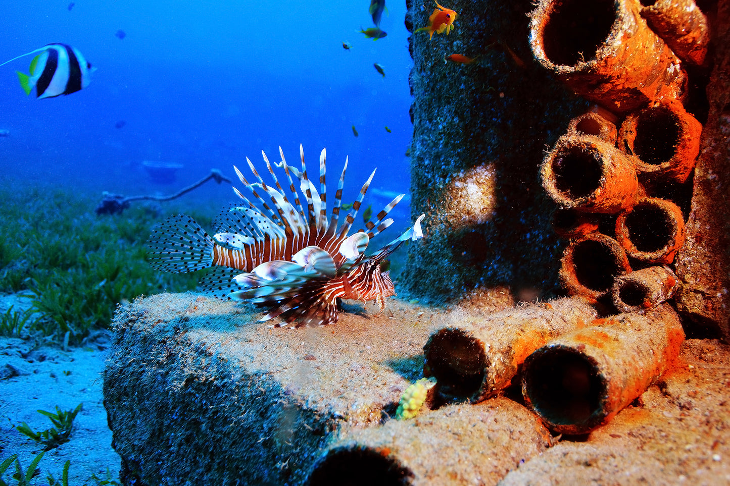 100 dictons du signe du zodiaque Poissons